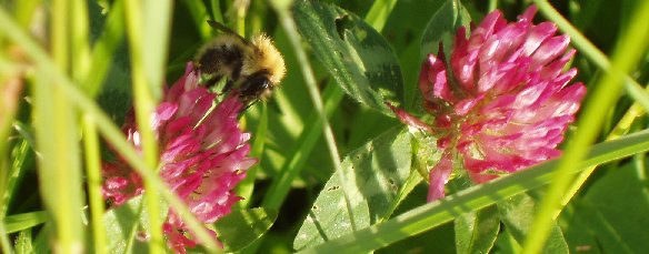 Bumblebee on clover